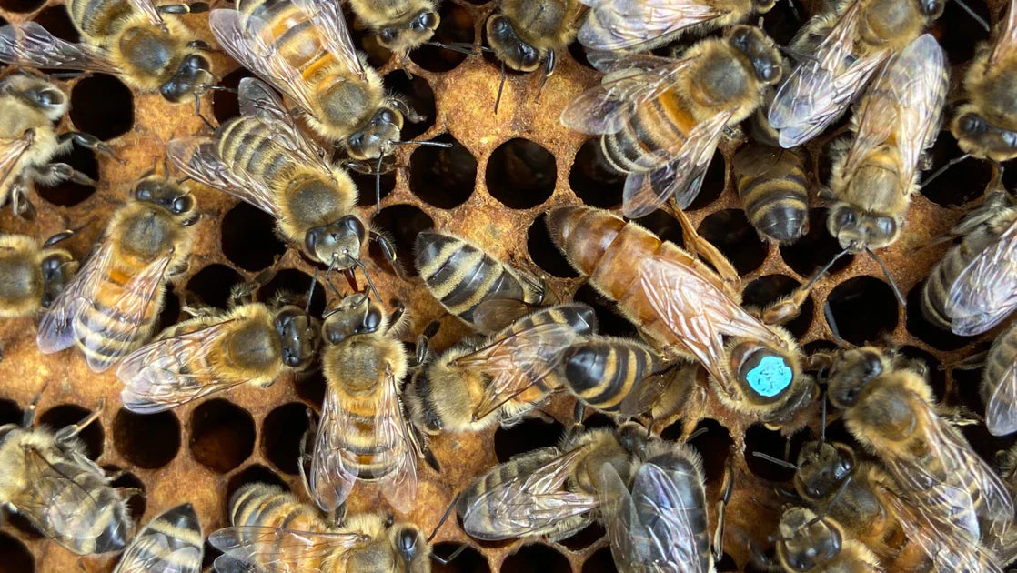 POSCA paint Pens in the bee industry? - Colourverse